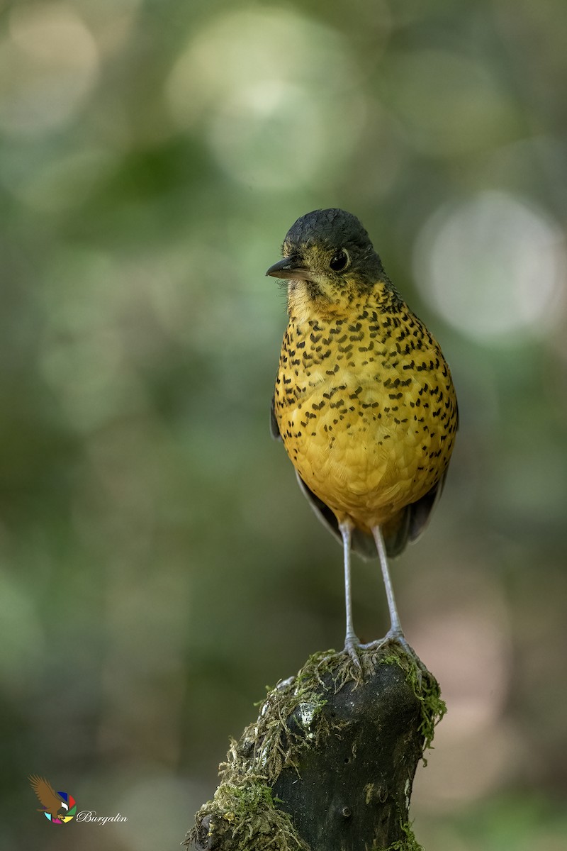 skjellmaurpitta - ML642290889
