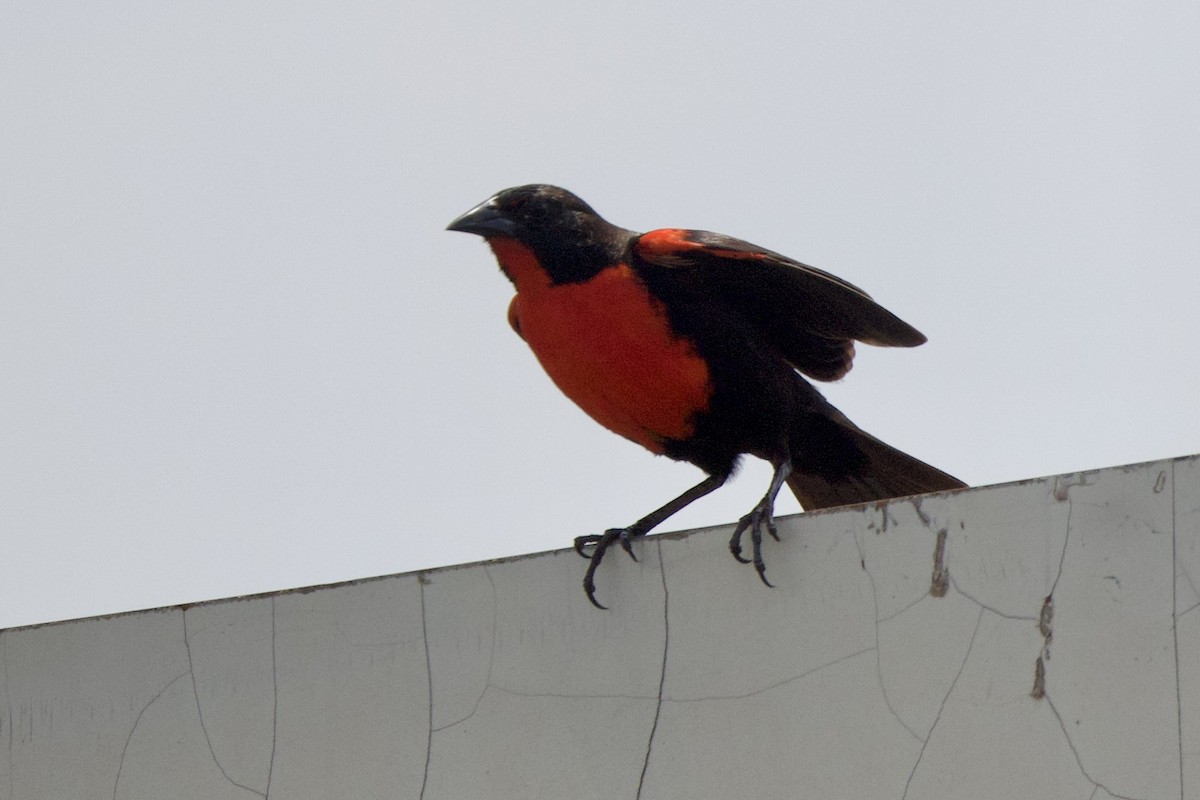 Red-breasted Meadowlark - ML642290890