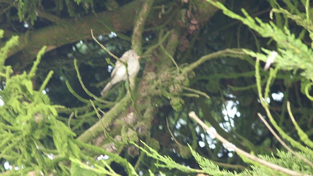 Gray Flycatcher - ML642290906