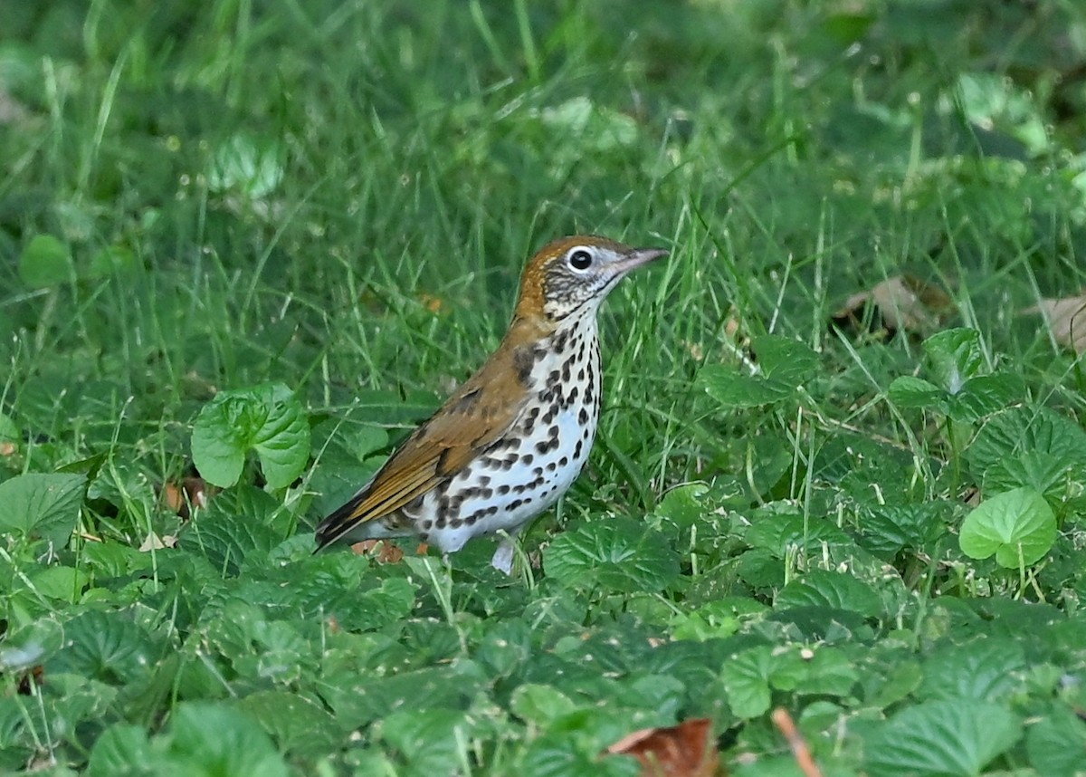Wood Thrush - ML642290918