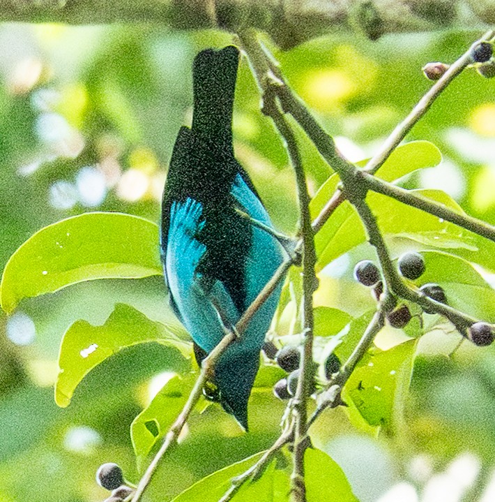 Paradise Tanager - ML642290935