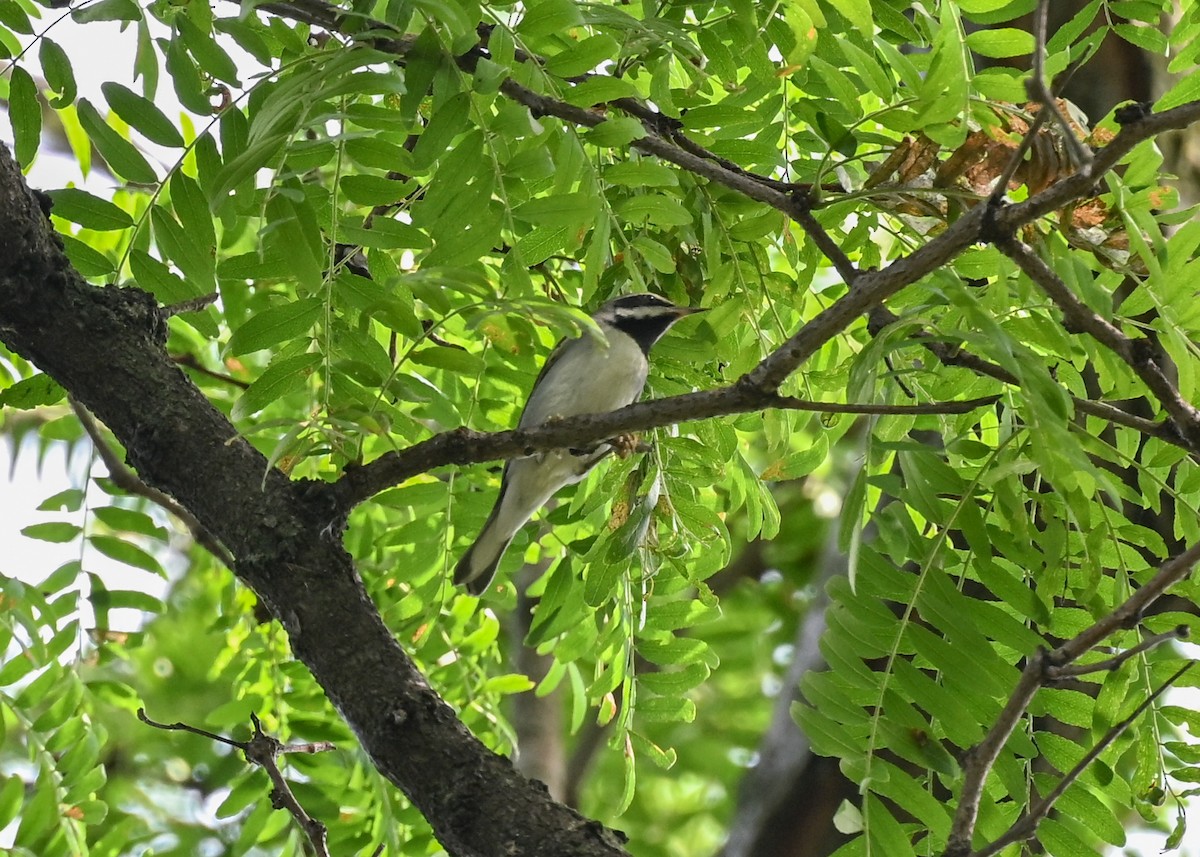 Golden-winged Warbler - ML642290946