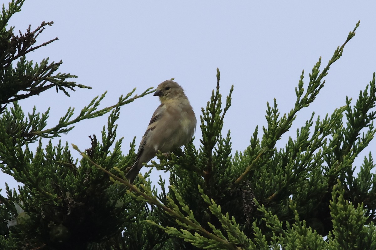 Chardonneret jaune - ML642290958
