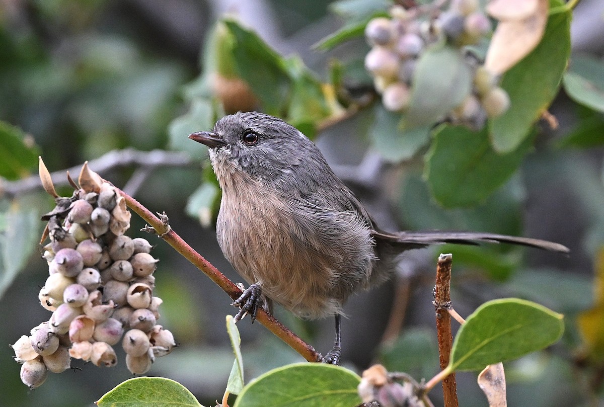 Wrentit - ML642290974