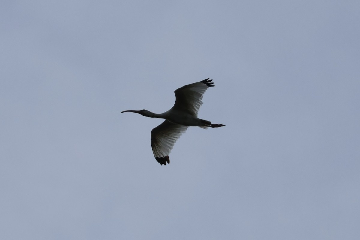 ibis bílý - ML642290978