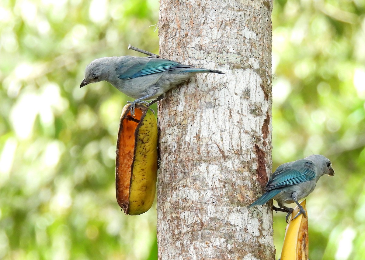 Blue-gray Tanager - ML642290992