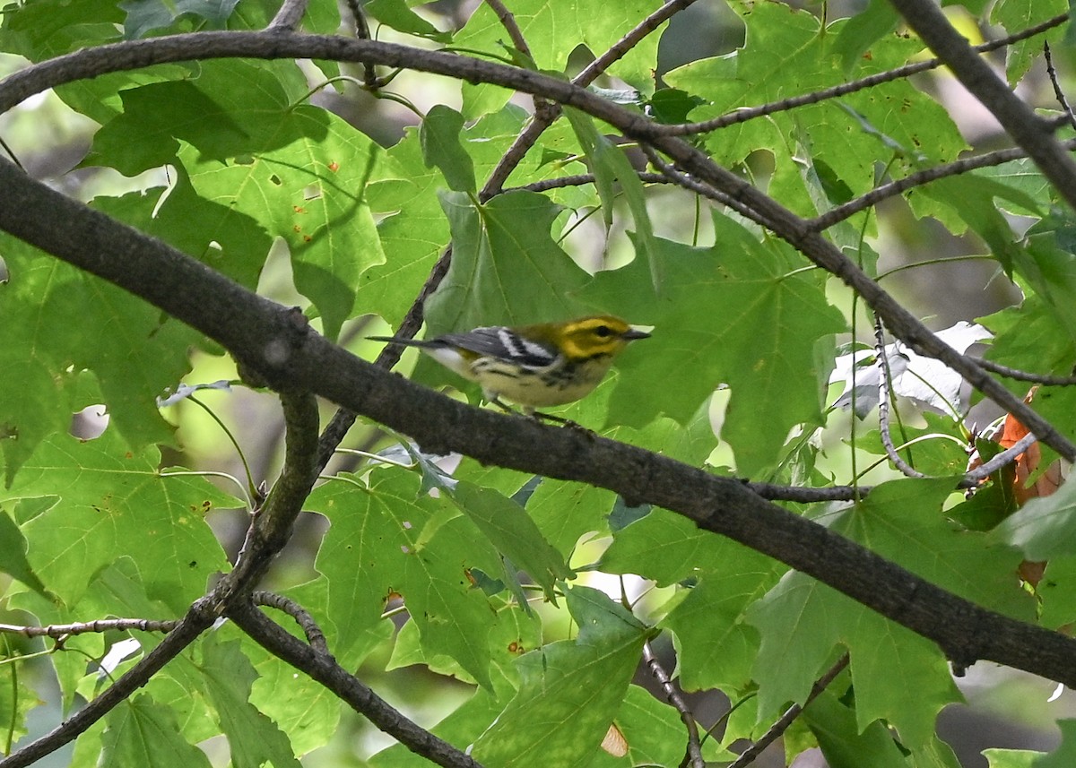 Black-throated Green Warbler - ML642291008