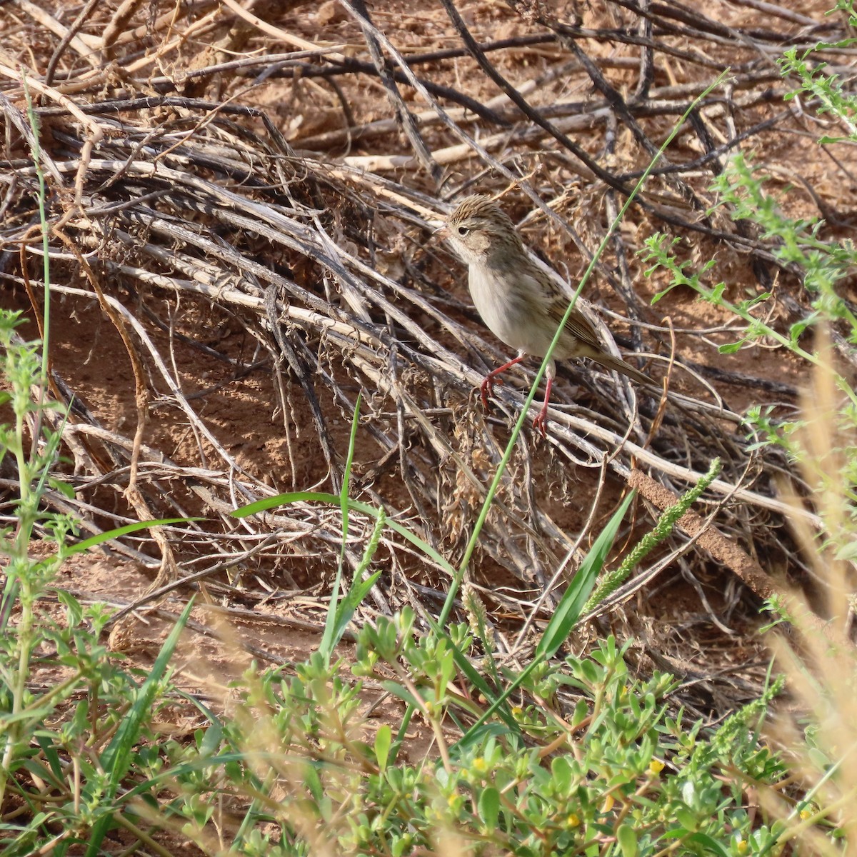 Brewer's Sparrow - ML642291068