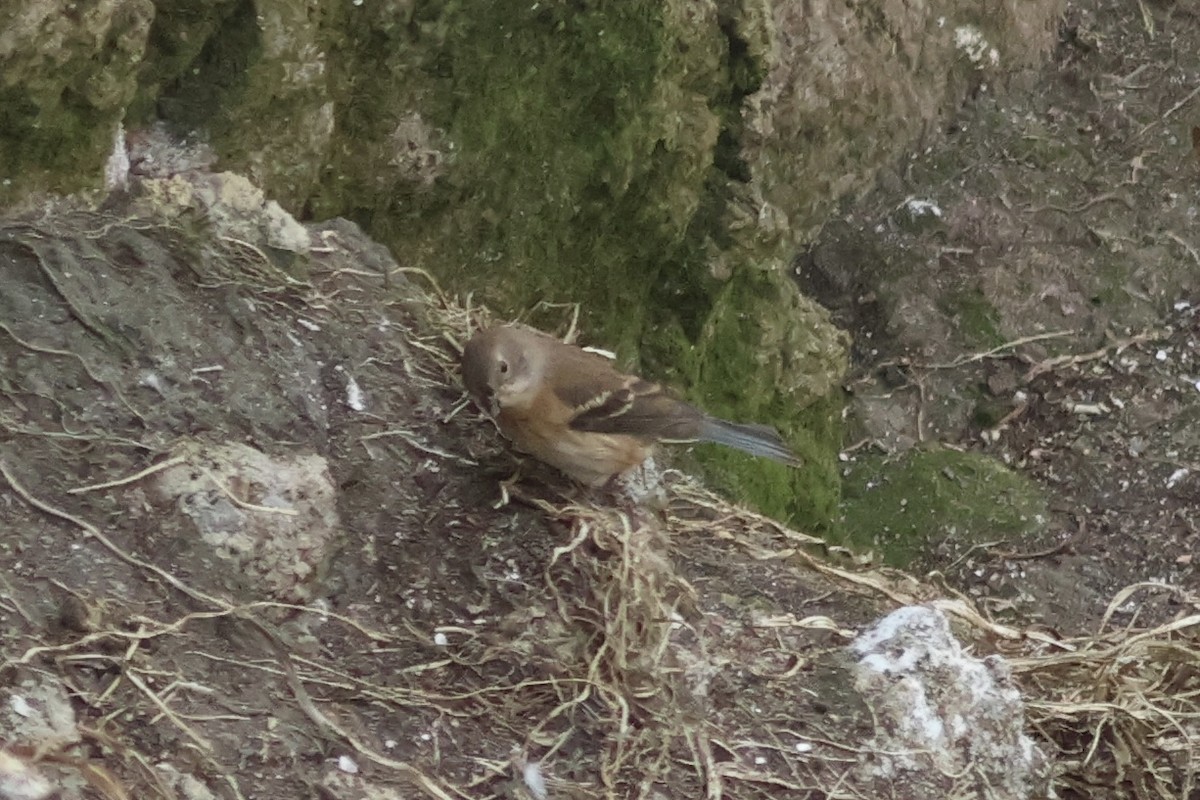 Passerin azuré - ML642291071