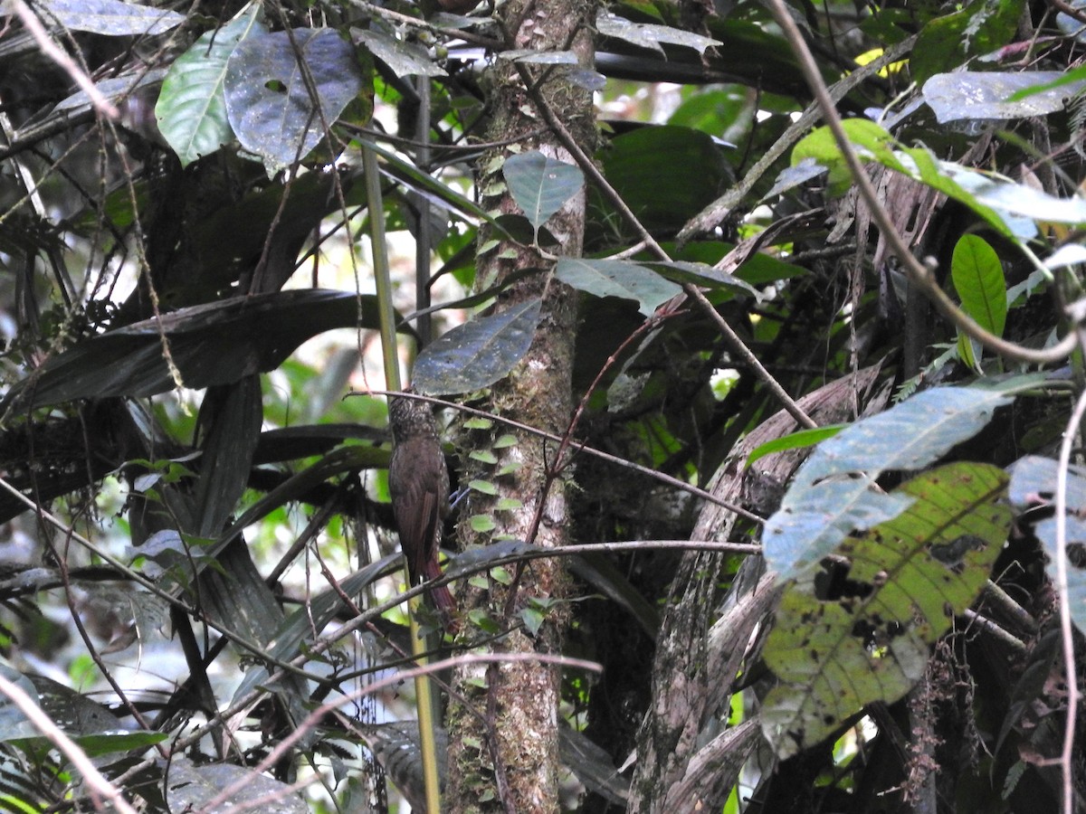 Olive-backed Woodcreeper - ML642291138