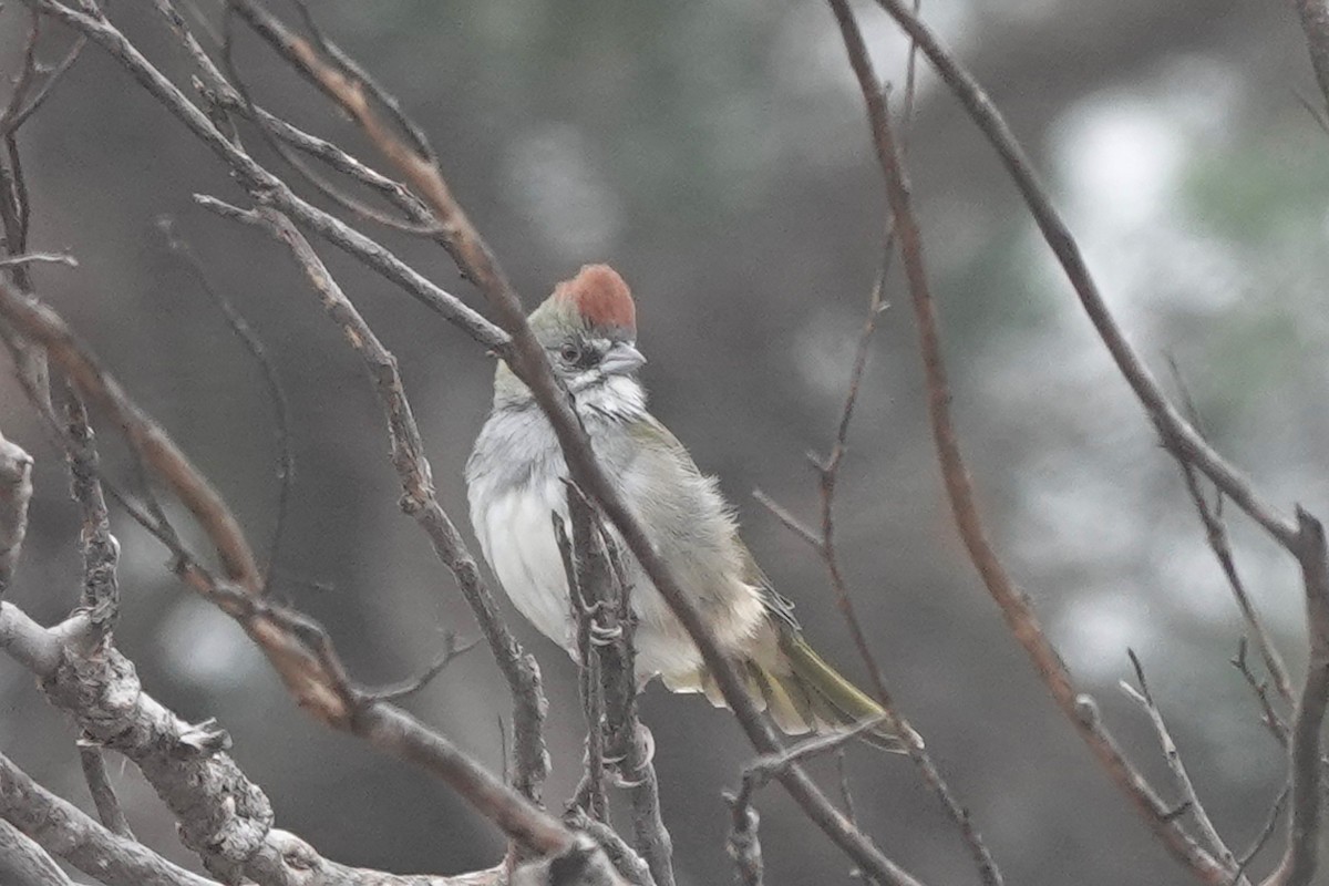 Green-tailed Towhee - ML642291156