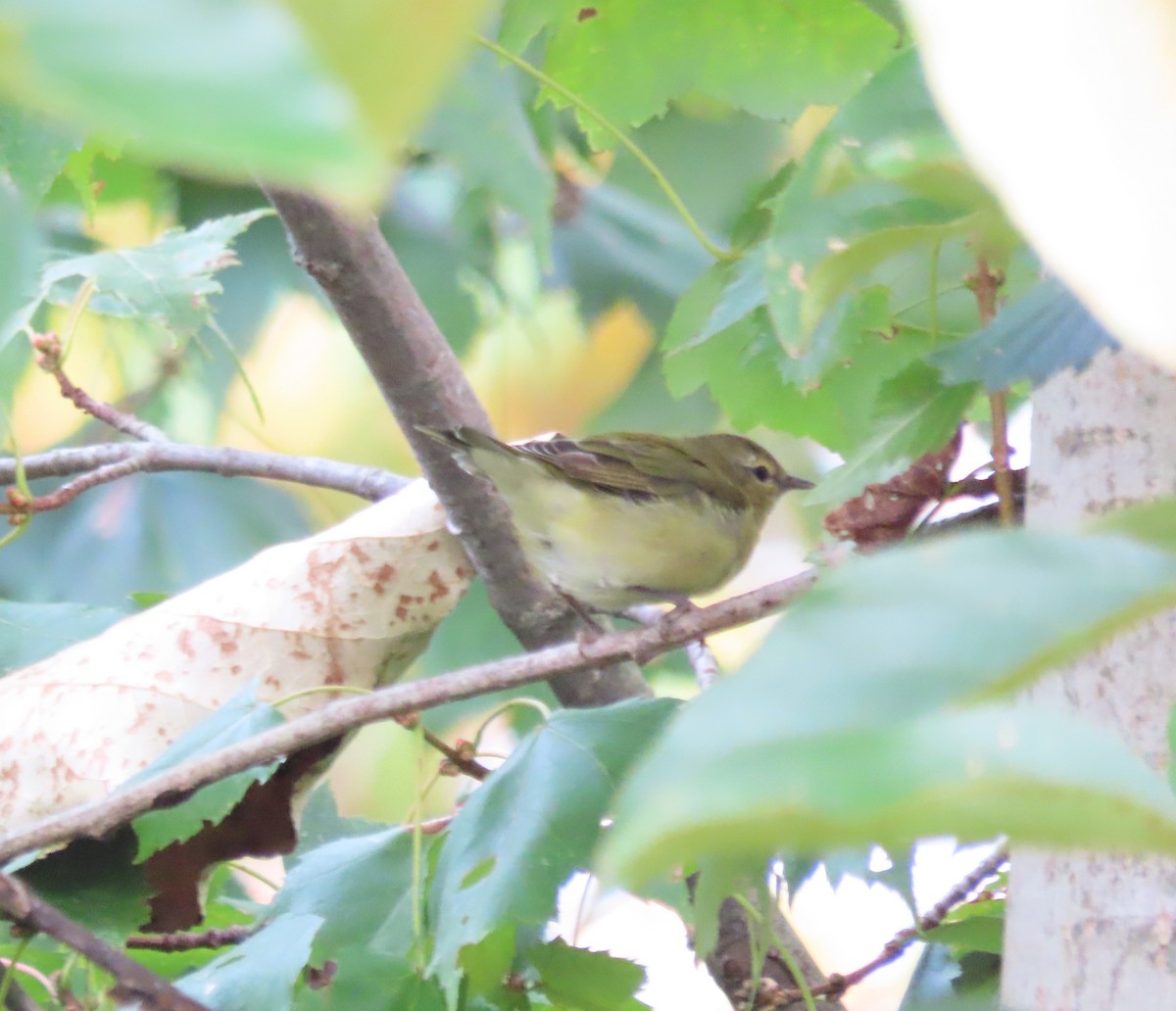 Tennessee Warbler - ML642291166
