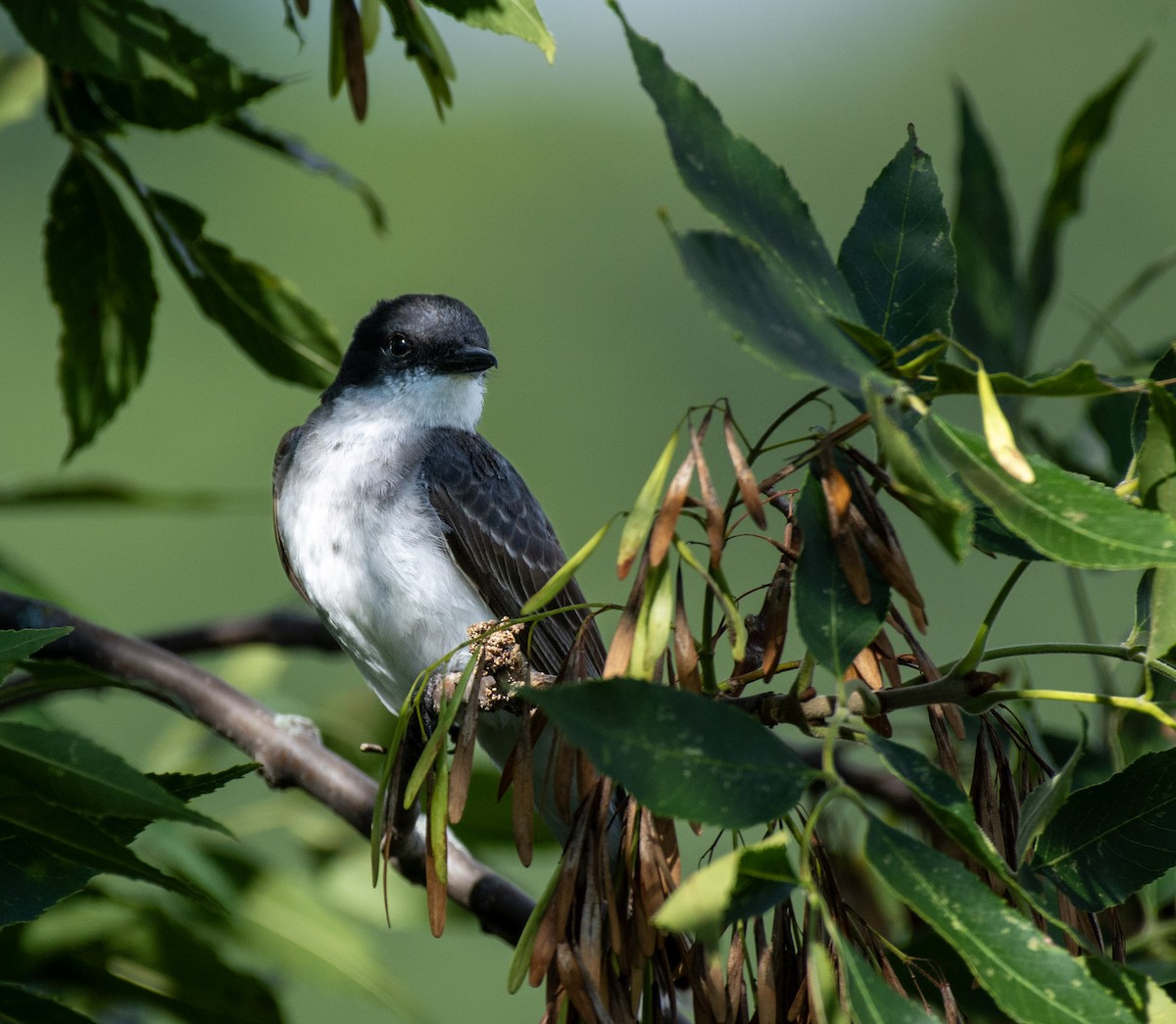 Eastern Kingbird - ML642291169