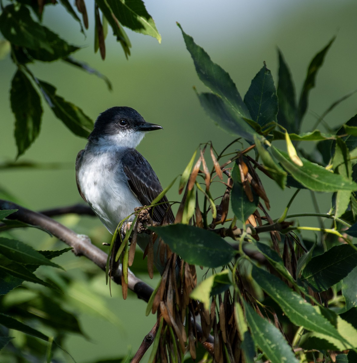 Eastern Kingbird - ML642291170