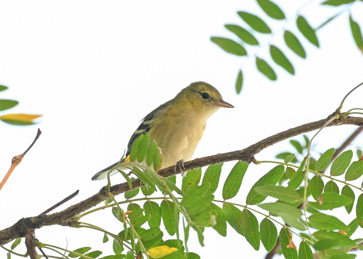 Bay-breasted Warbler - ML642291177