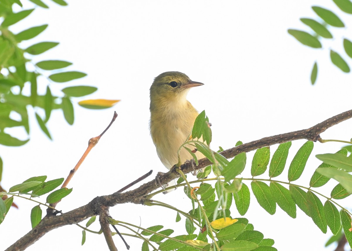 Bay-breasted Warbler - ML642291178