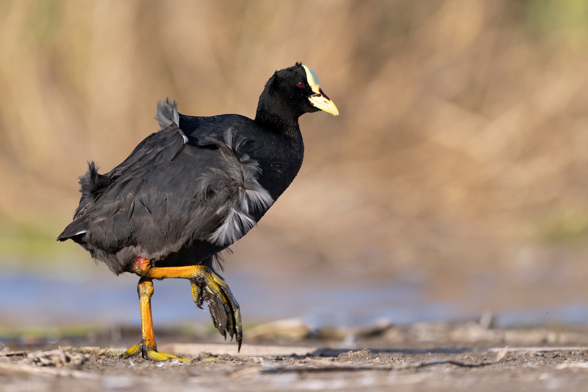 Red-gartered Coot - ML642291200
