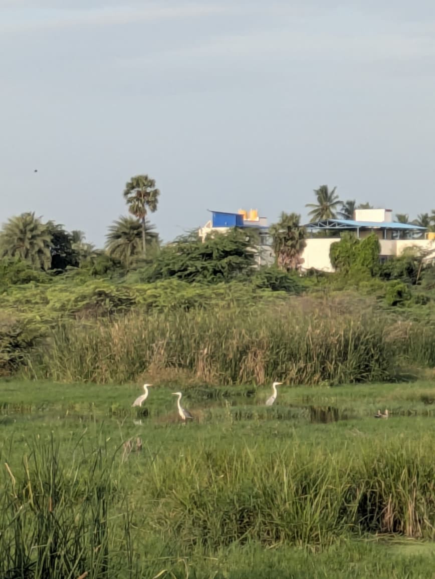 Koartza hauskara - ML642291207