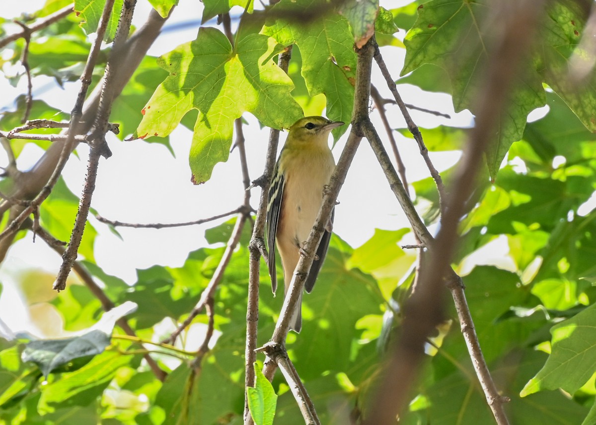Bay-breasted Warbler - ML642291238