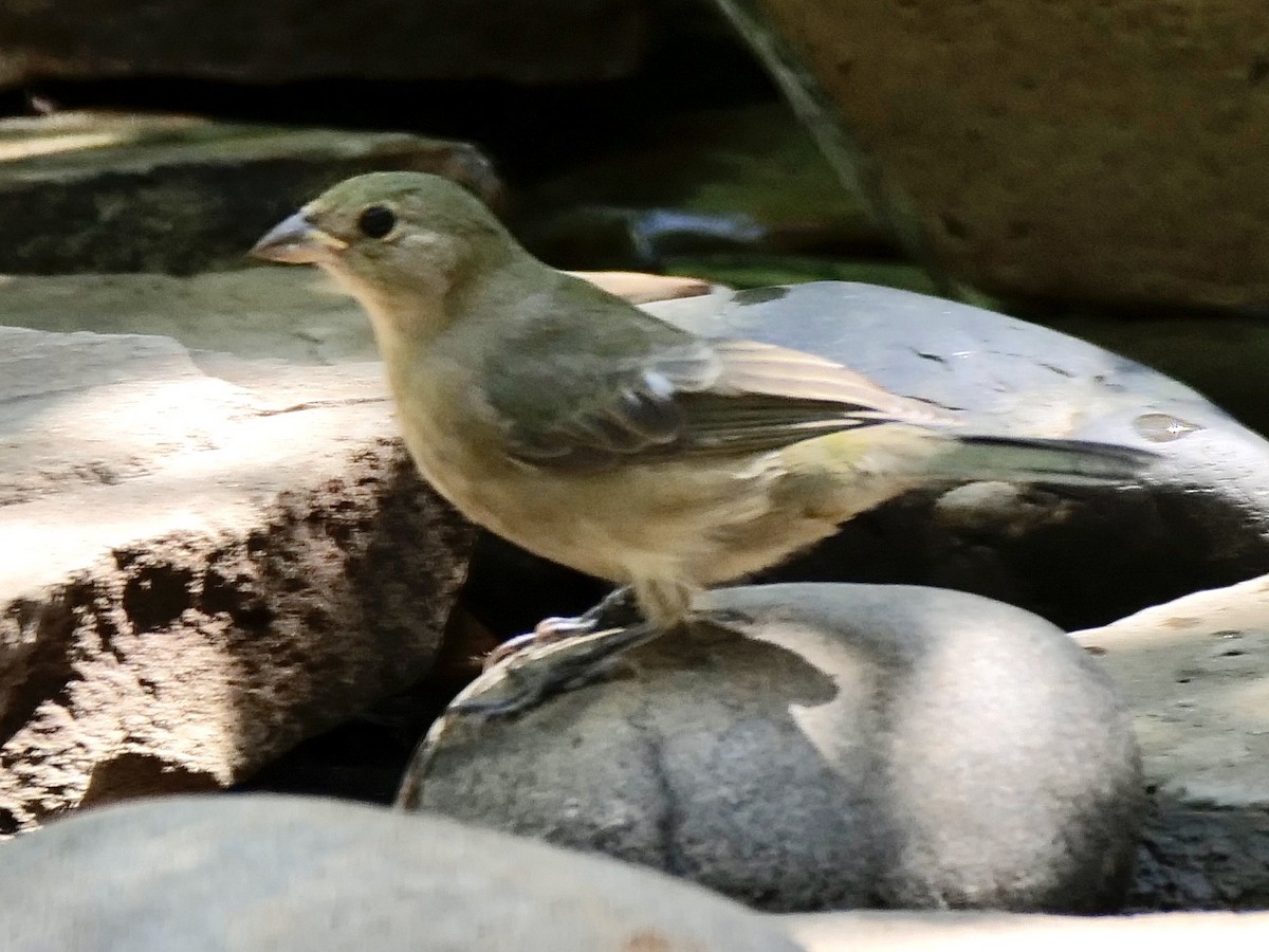 Painted Bunting - ML642291239
