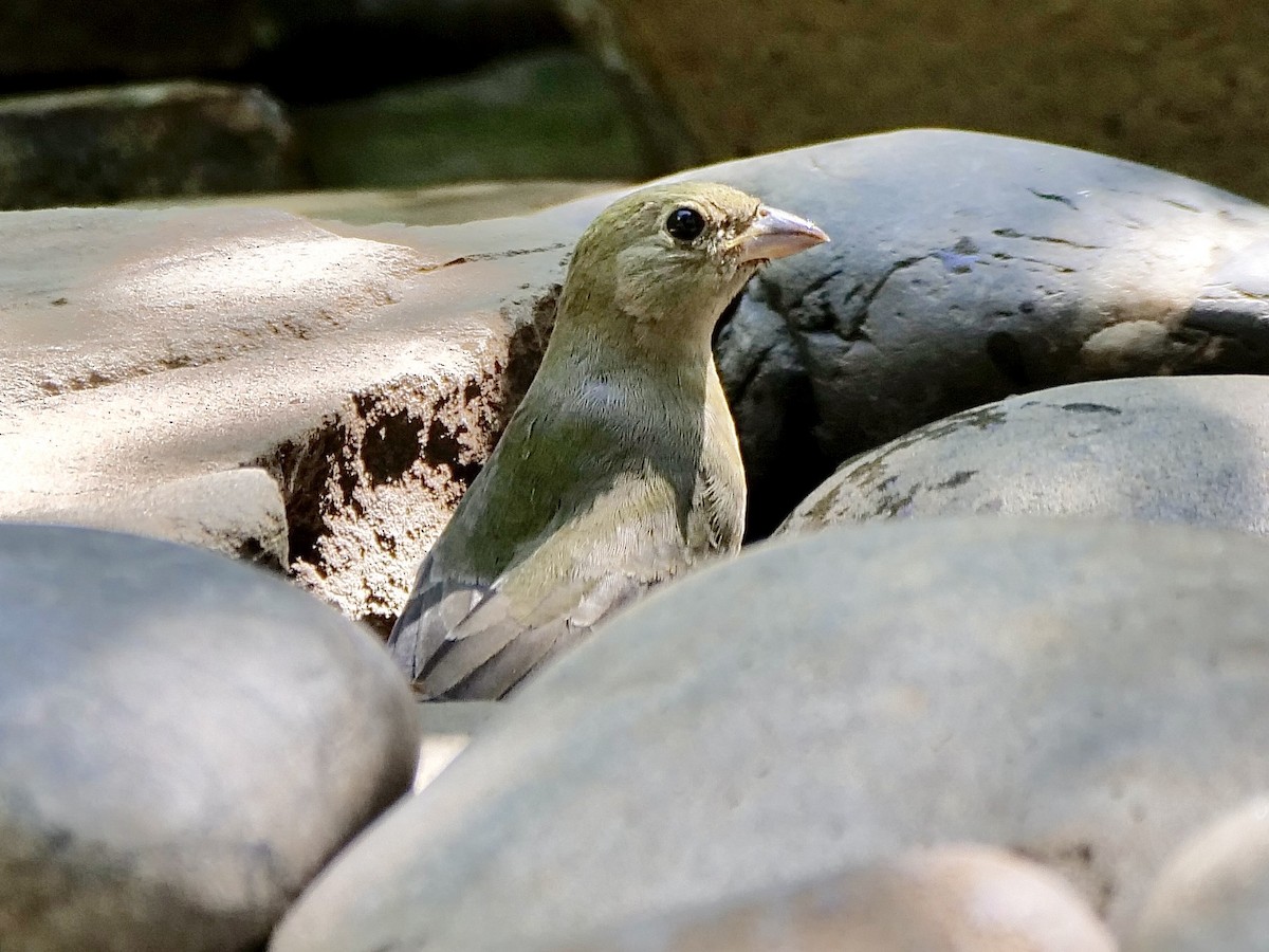 Painted Bunting - ML642291240
