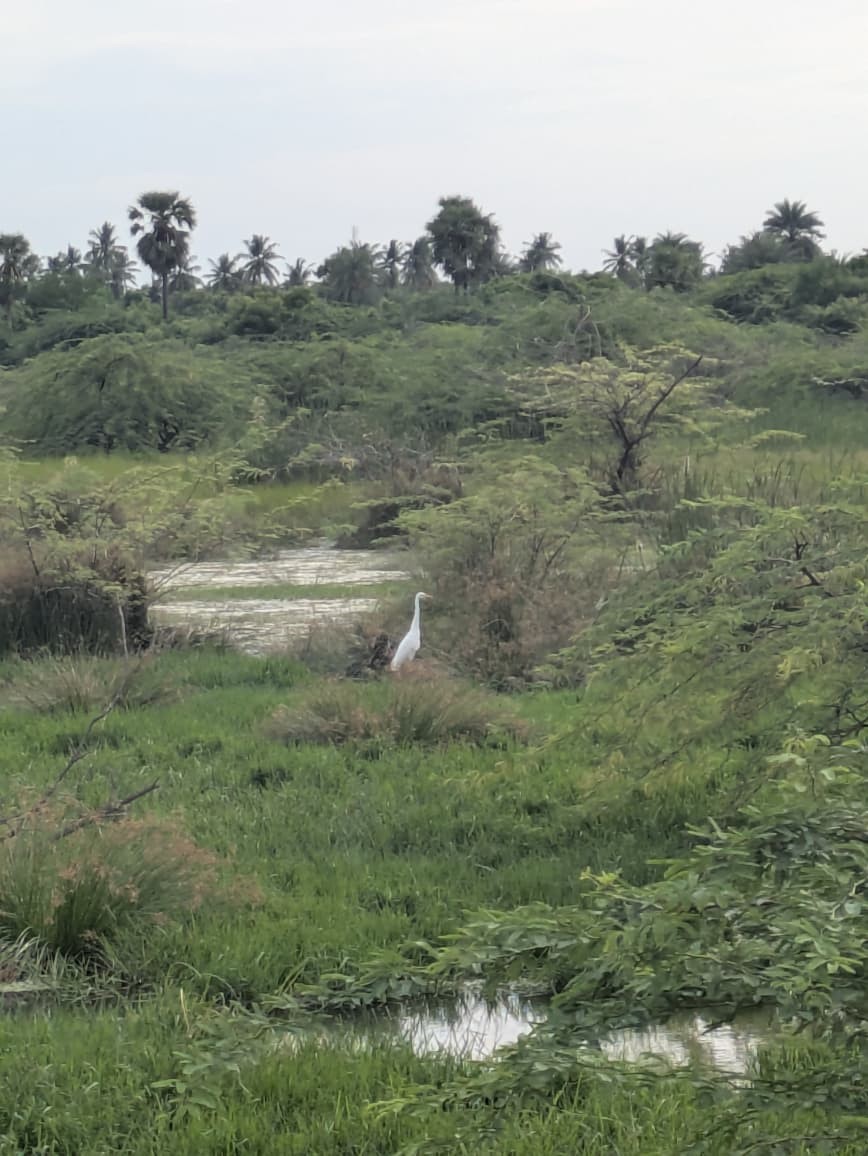 Medium Egret - ML642291243