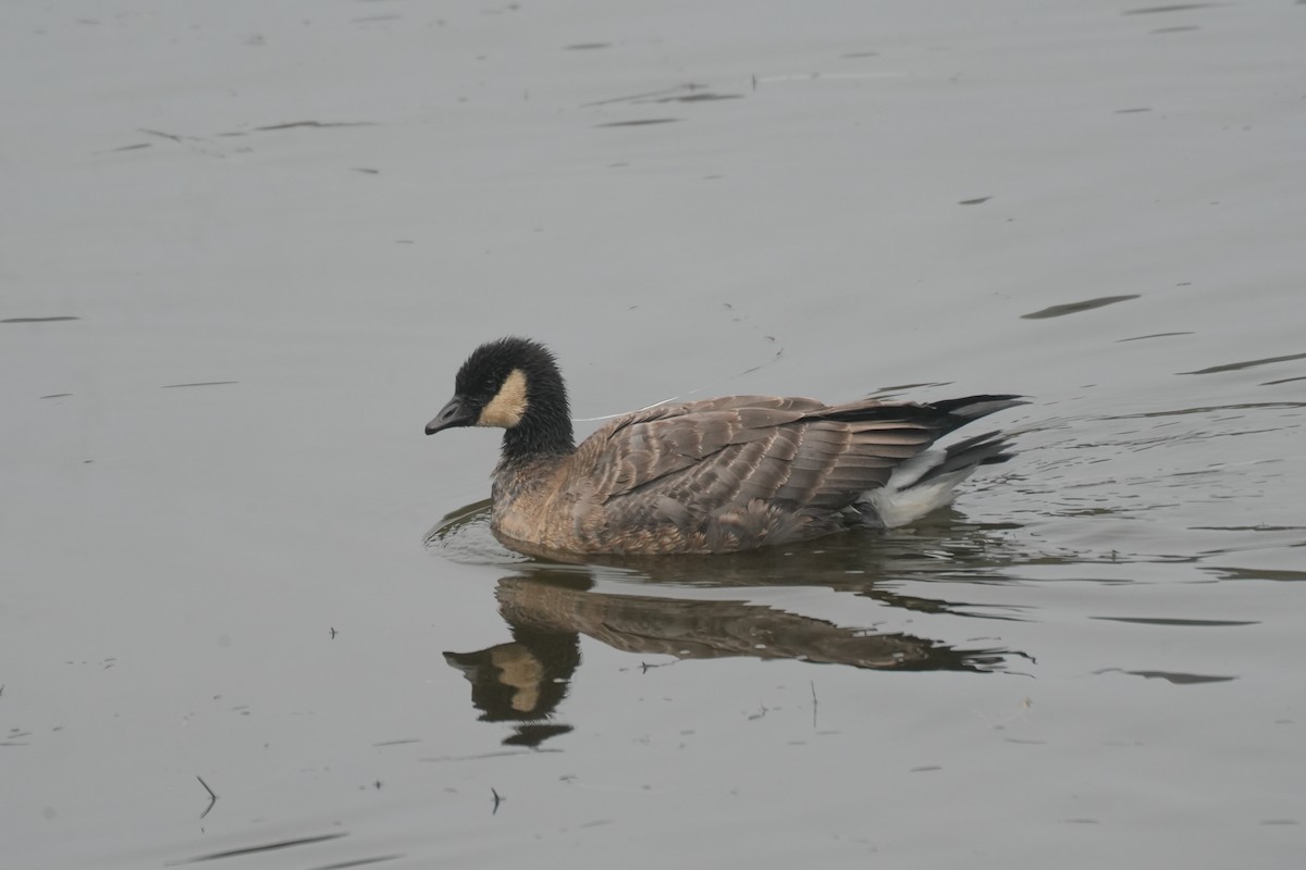 Cackling Goose (minima) - ML642291252