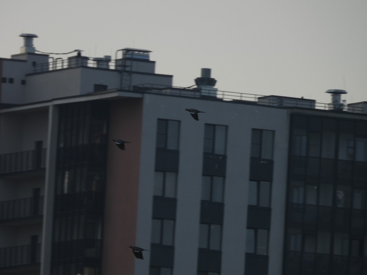Pigeon ramier - ML642291260