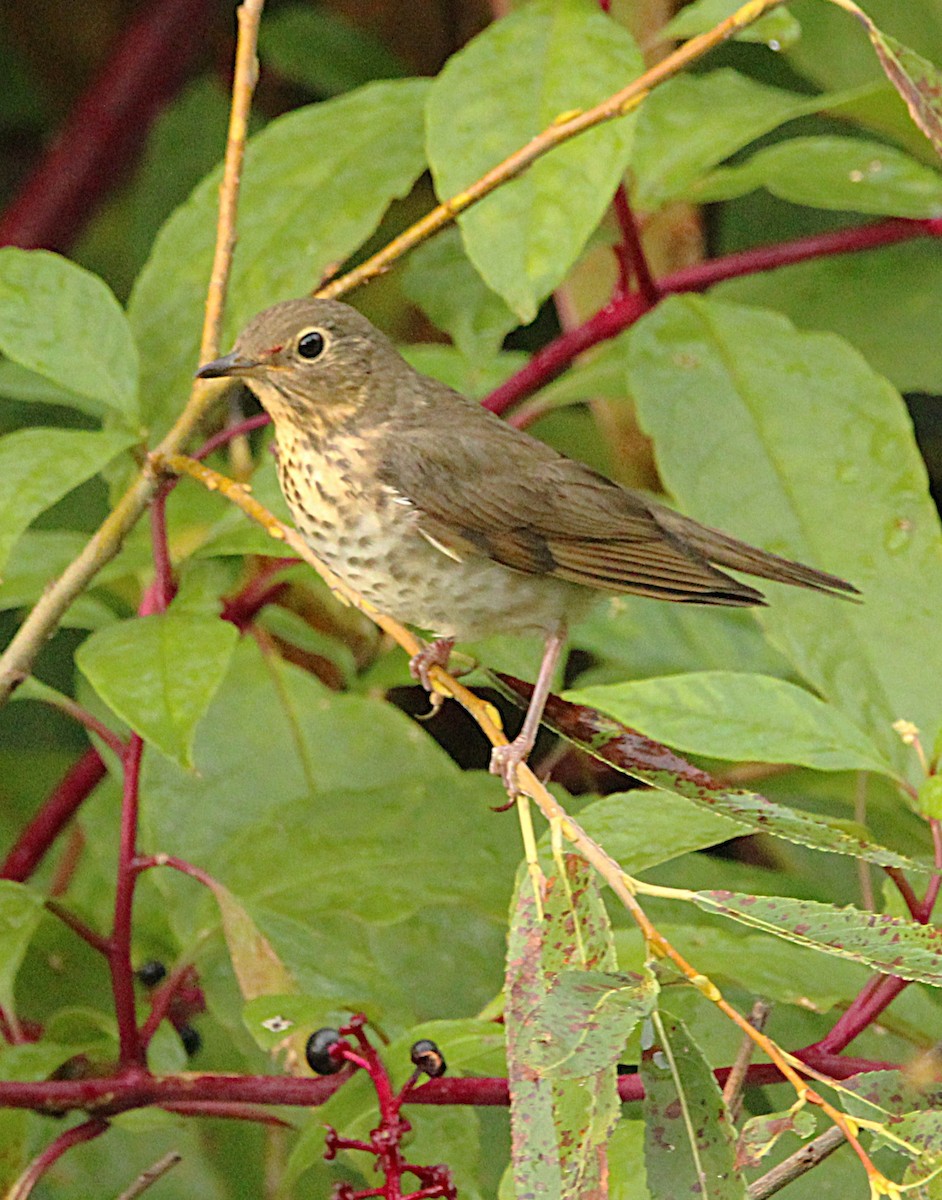 Grive à dos olive - ML642291263