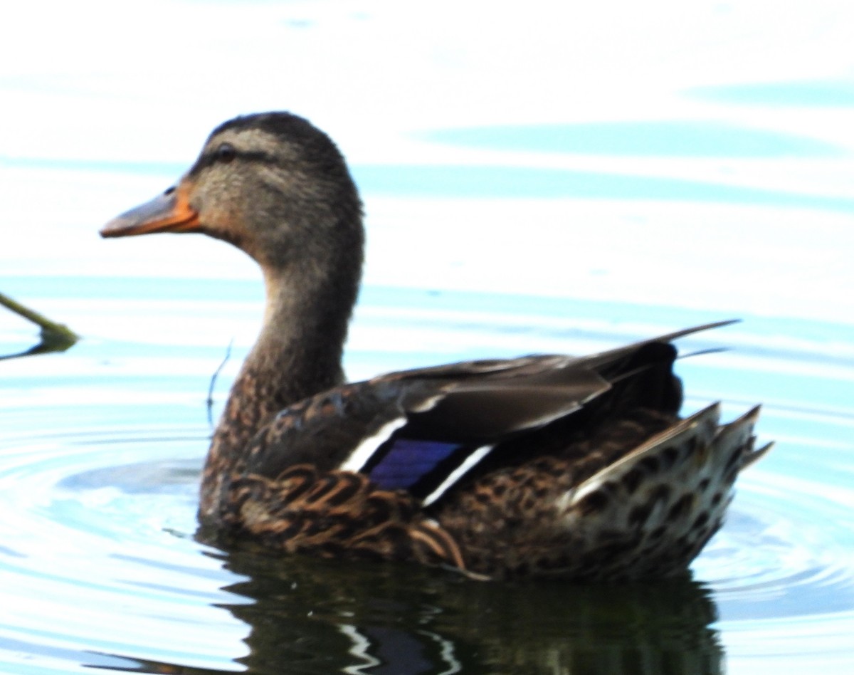 Canard colvert - ML642291264