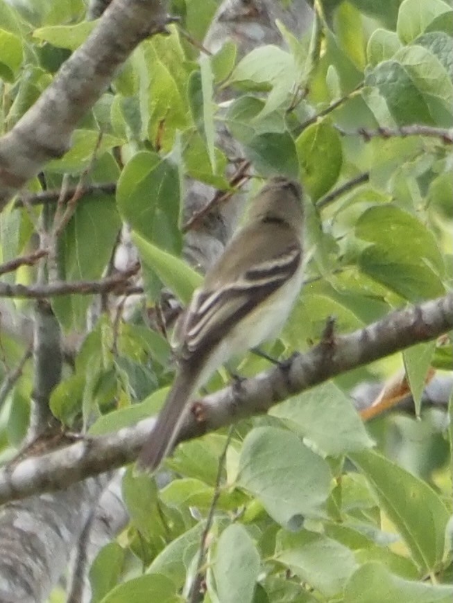 Moucherolle tchébec - ML642291265