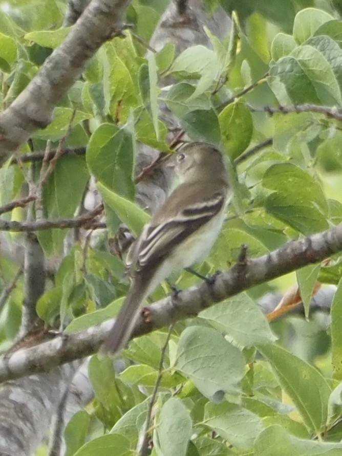 Moucherolle tchébec - ML642291266