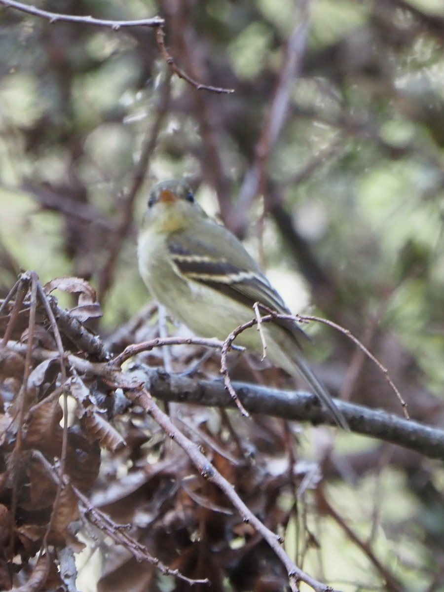 Moucherolle tchébec - ML642291267