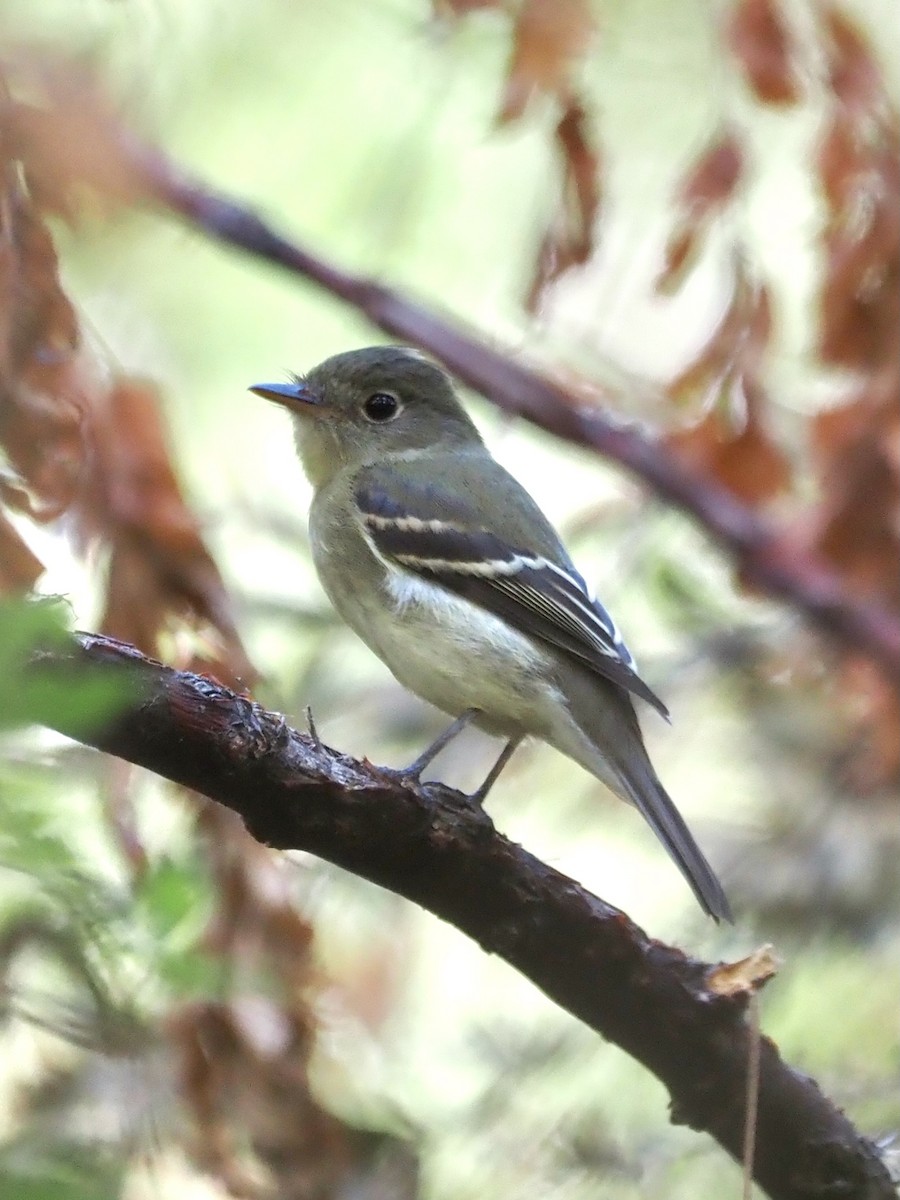 Moucherolle tchébec - ML642291268