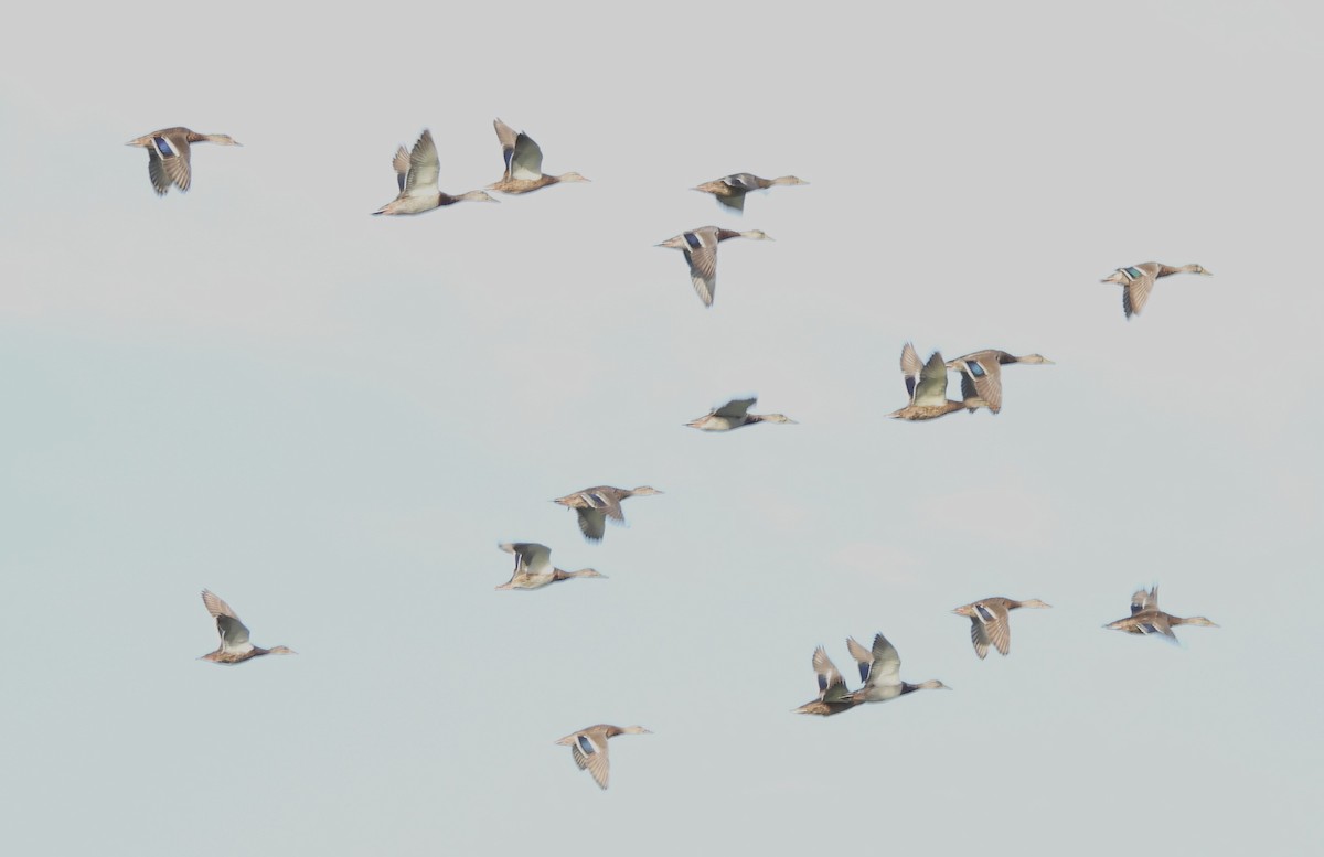 Canard colvert - ML642291270