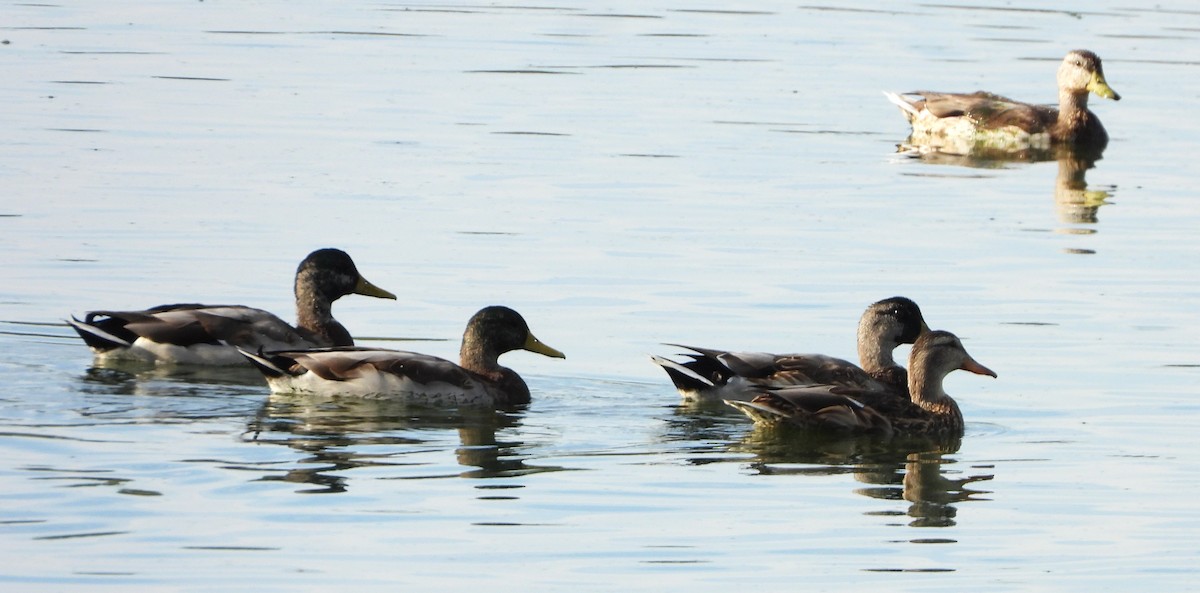 Canard colvert - ML642291276