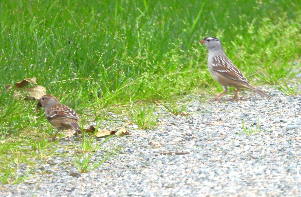 White-crowned Sparrow - ML642291295