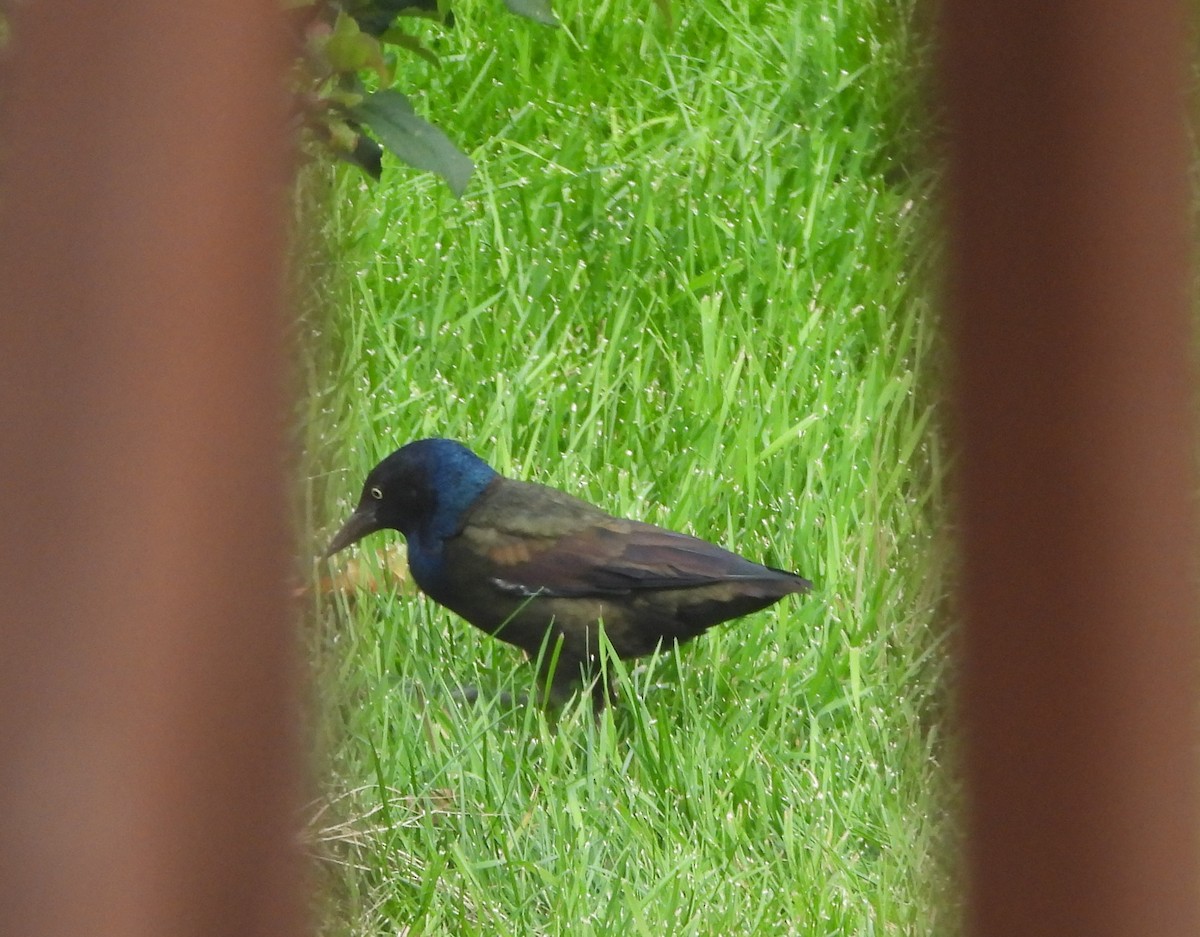 Common Grackle - ML642291306