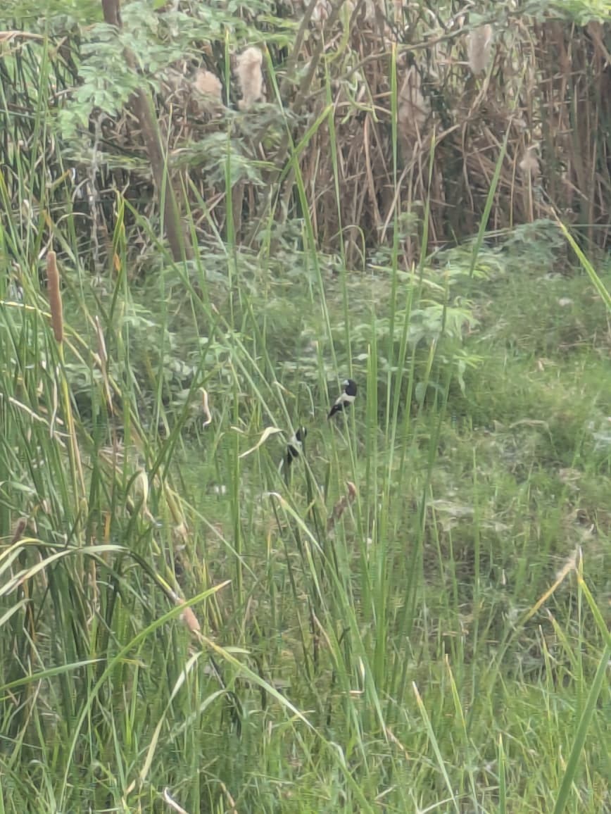 Tricolored Munia - ML642291311