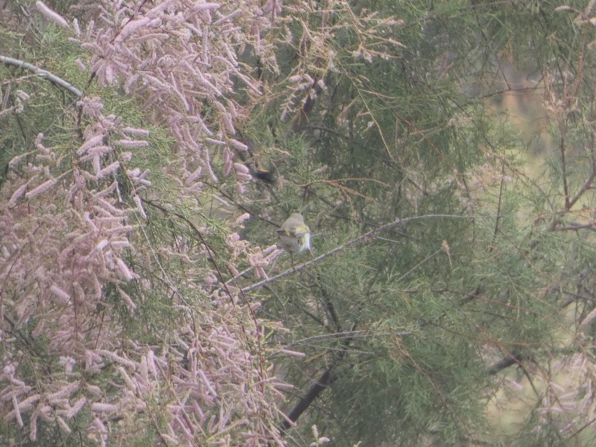 Western Bonelli's Warbler - ML642291312