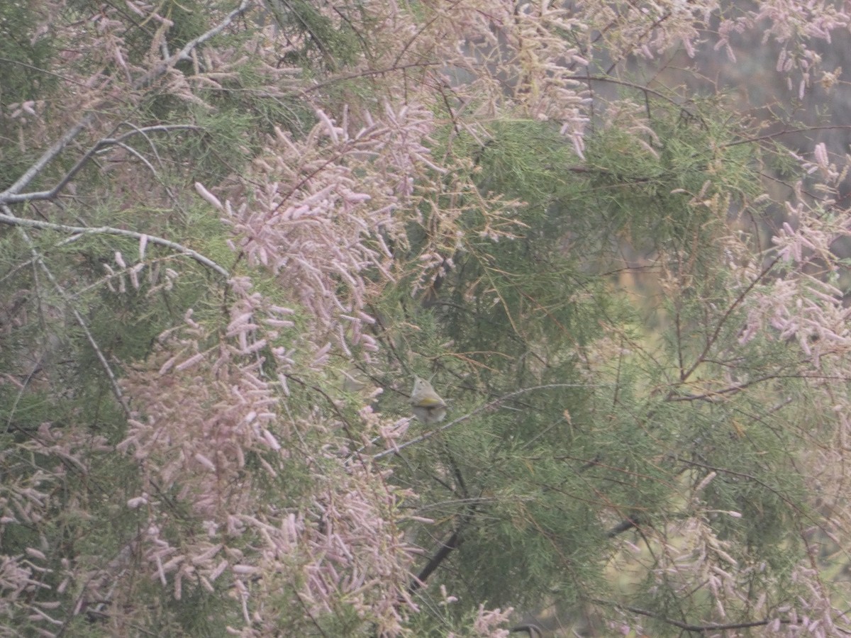 Western Bonelli's Warbler - ML642291313