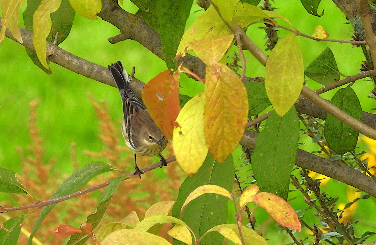 Yellow-rumped Warbler - ML642291315