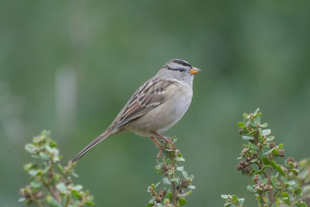 White-crowned Sparrow (pugetensis) - ML642291320