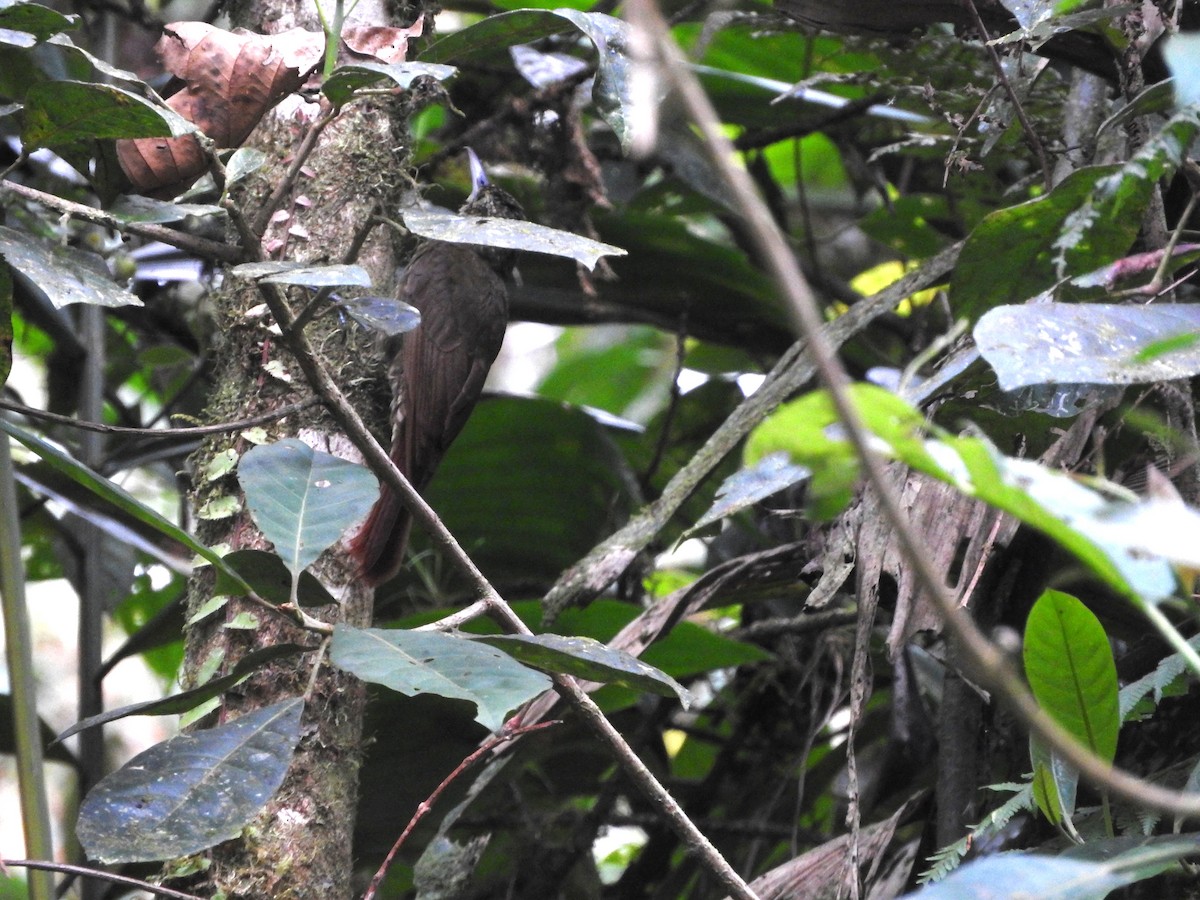 Olive-backed Woodcreeper - ML642291326