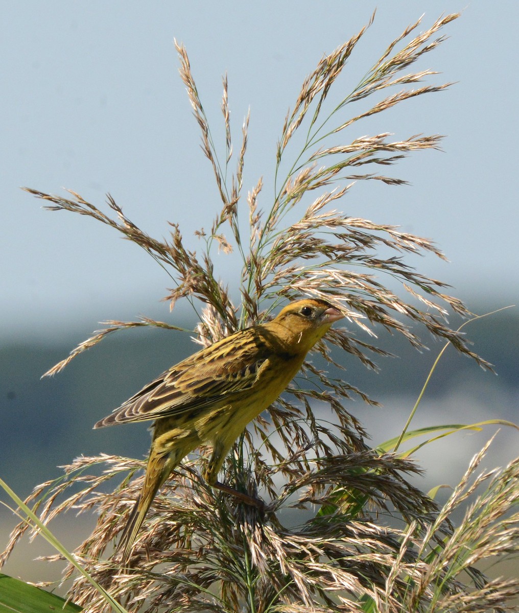 Bobolink - ML642291328