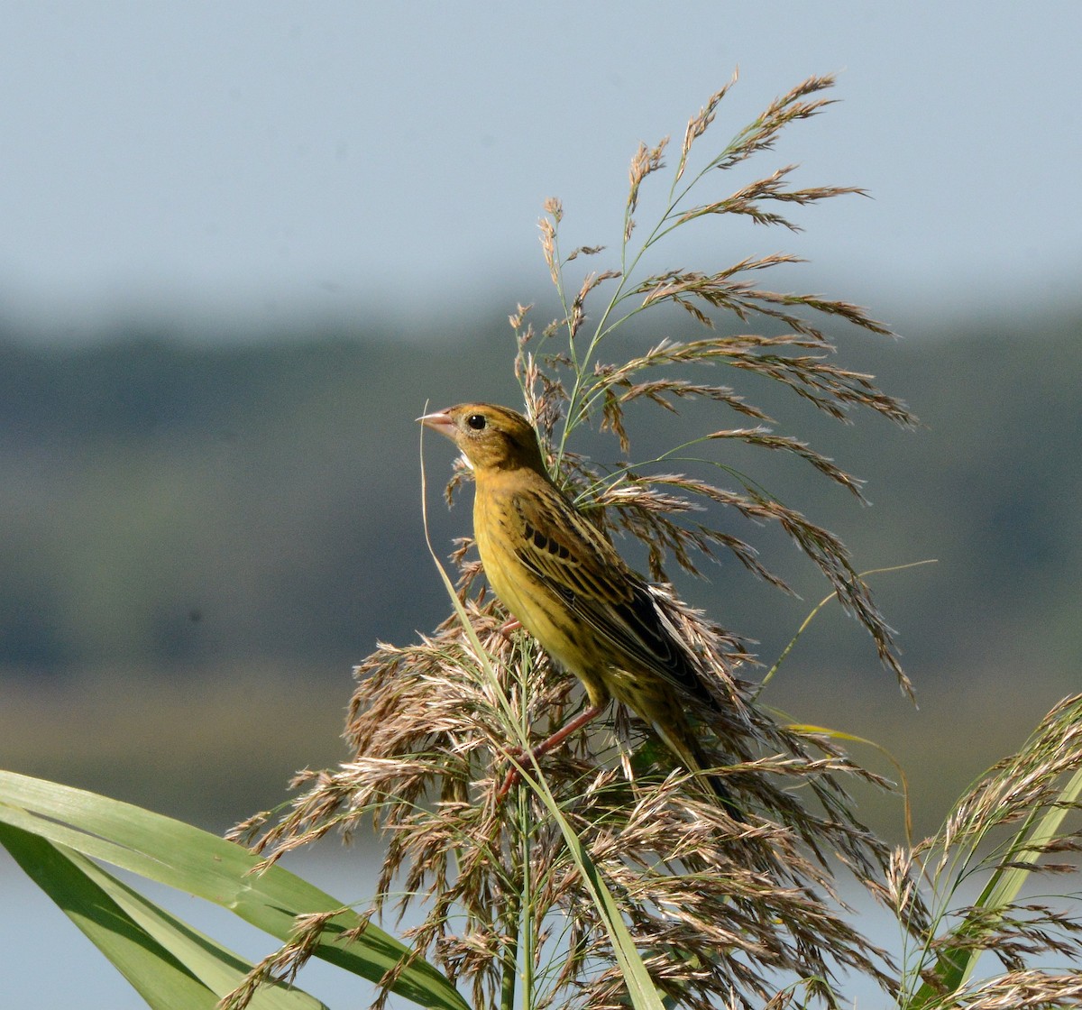 Bobolink - ML642291329