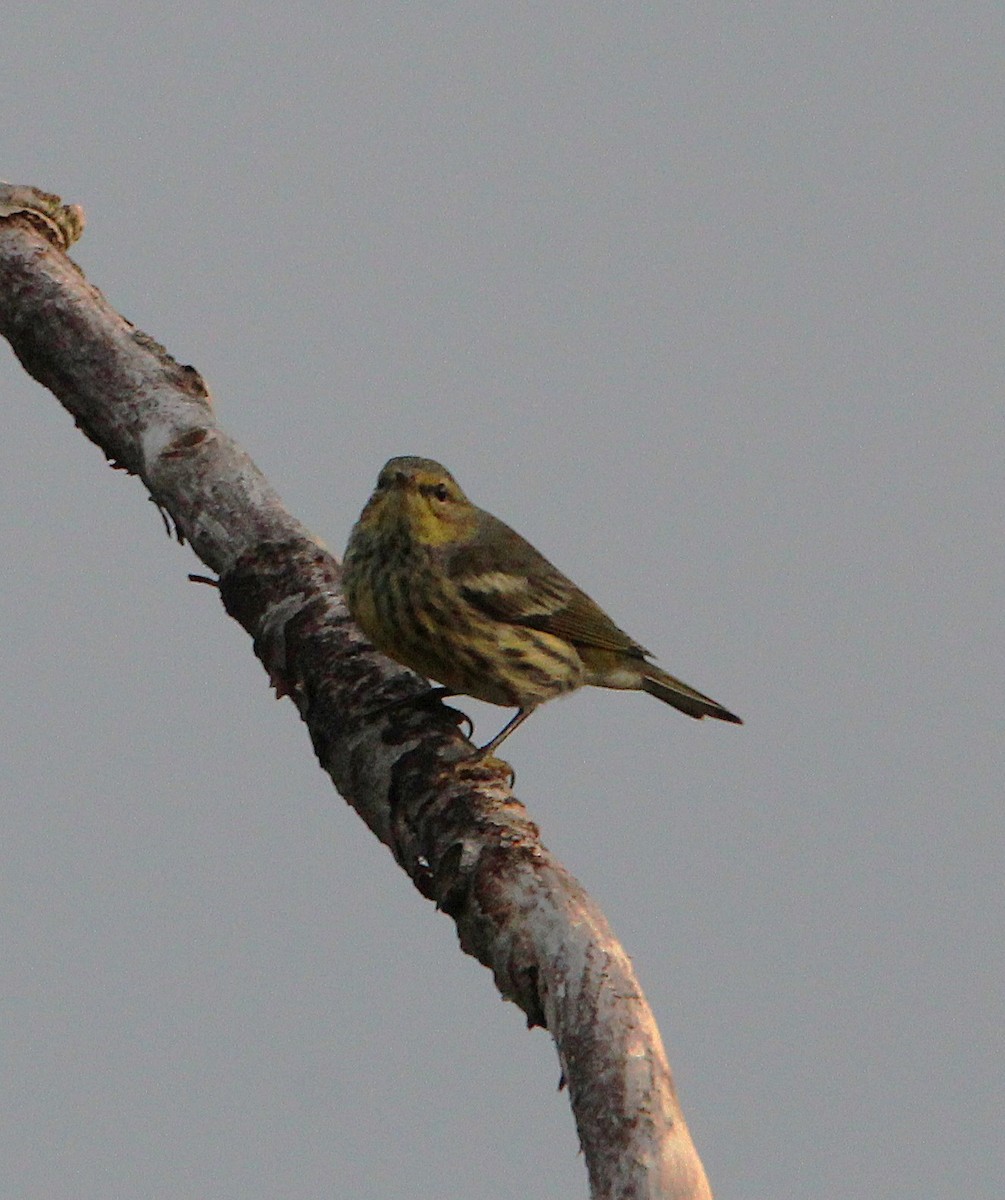 brunkinnparula - ML642291346
