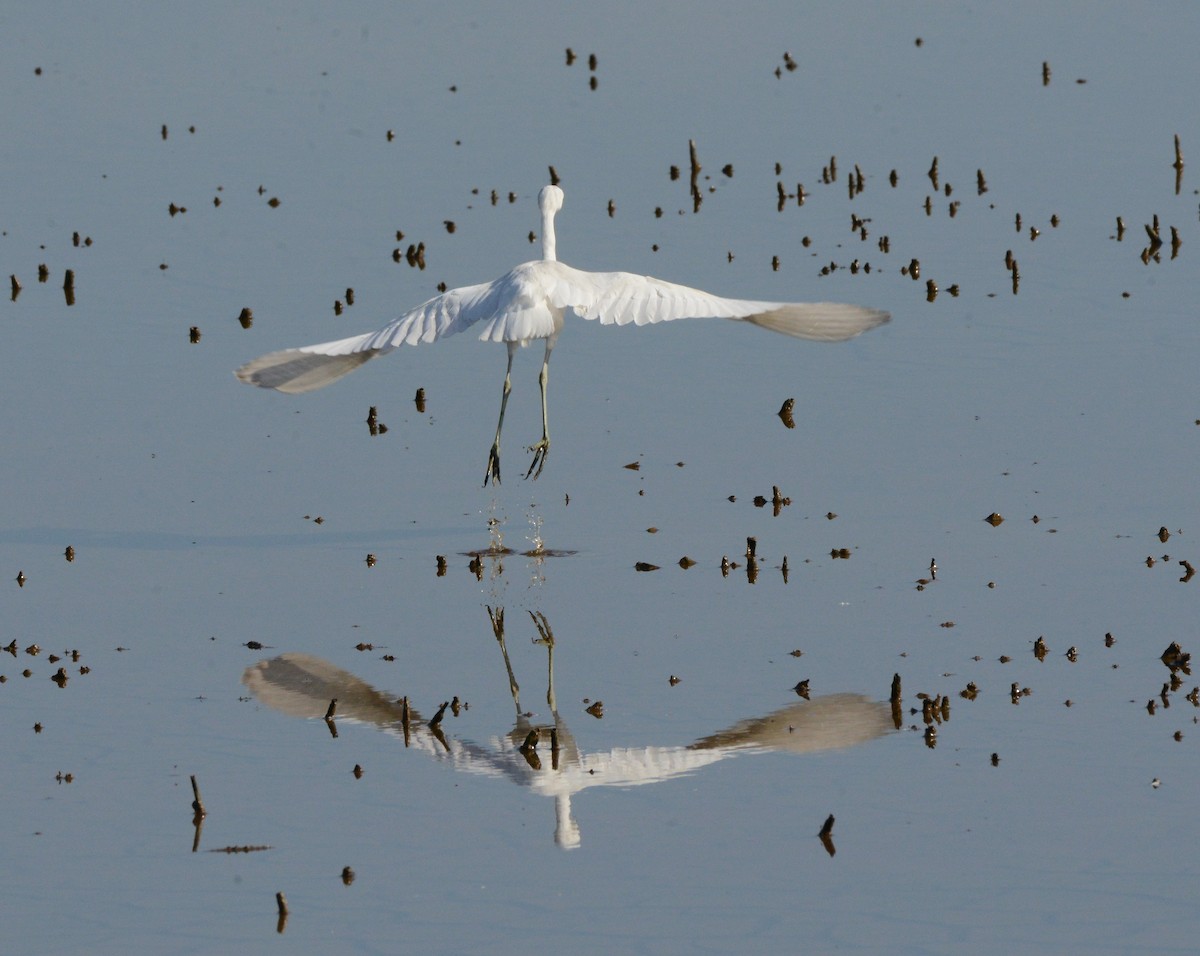 Little Blue Heron - ML642291362