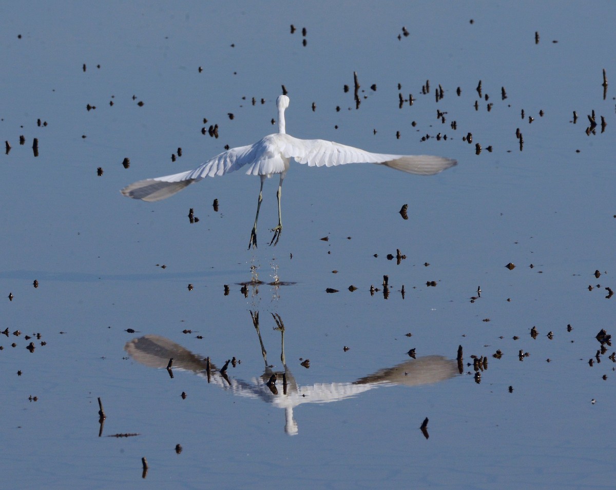 Little Blue Heron - ML642291365