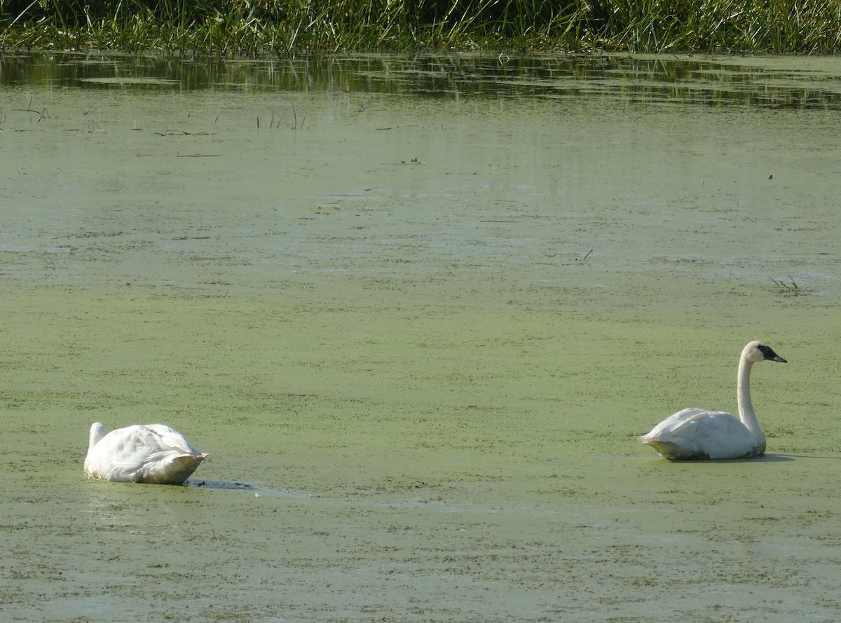 Trumpeter Swan - ML642291367